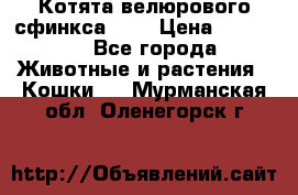 Котята велюрового сфинкса. .. › Цена ­ 15 000 - Все города Животные и растения » Кошки   . Мурманская обл.,Оленегорск г.